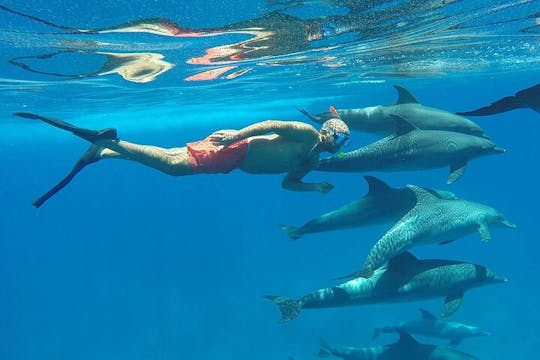 Nade con delfines en lancha rápida semiprivada y traslado - Hurghada