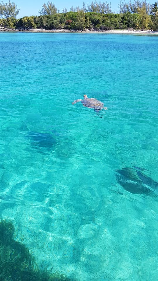 Tutrles, Snorkeling Beach day!