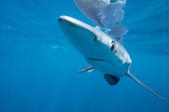 Swimming with Sharks San José del Cabo