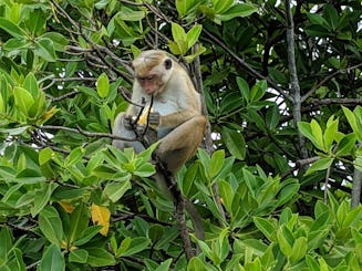 Passeio pela lagoa até a Ilha dos Macacos, Negombo, Sri Lanka