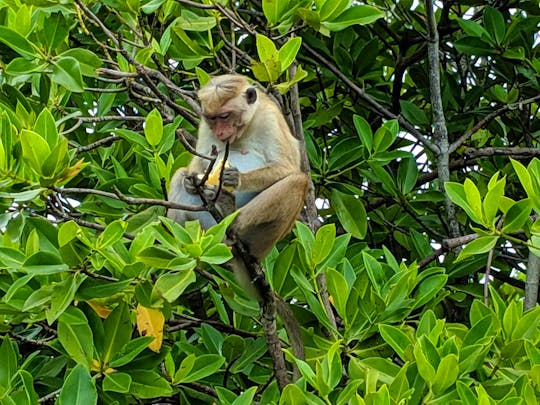 Lagoon Tour to Monkey Island, Negombo, Sri Lanka