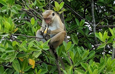 Lagoon Tour to Monkey Island, Negombo, Sri Lanka