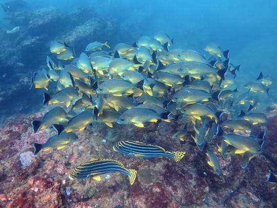 Snorkeling in Trincomalee, Sri Lanka