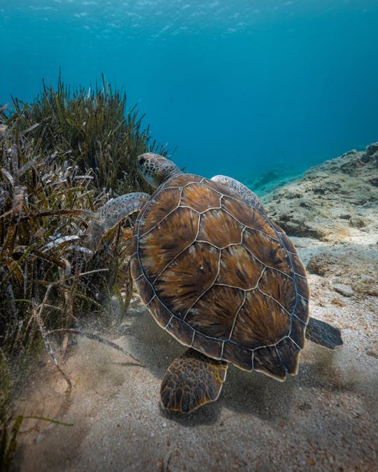 Turtle Safari Tour con equipo de snorkel