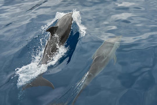 FLOKY YATCH 8m 10 pax - Barco con capitán en Puerto Banús Marbella.