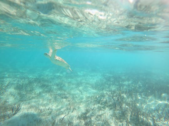 Flora & Fauna Enthusiast Mangrove & Iguana beach 3-hour Clear Kayak Eco tour