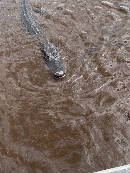 Everglades Eco Tour no console Carolina Skiff Center de 21 pés 