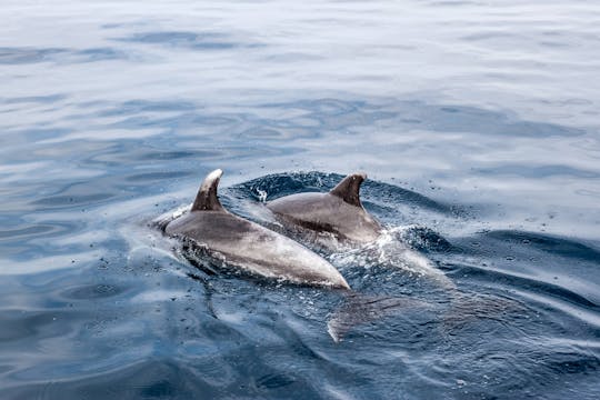 Viagens com golfinhos e observação de golfinhos em Benalmádena