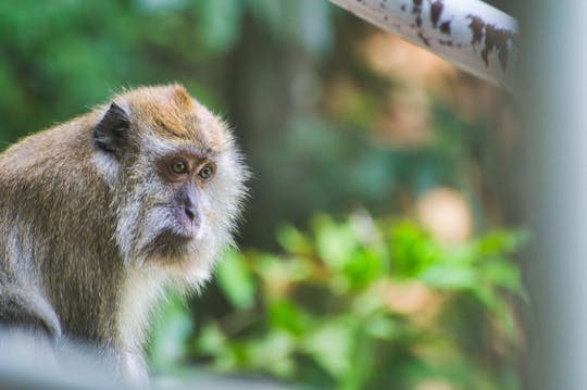 モンキーアイランド、ネゴンボ、スリランカへのラグーンツアー