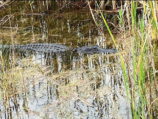 Everglades Eco Tour no console Carolina Skiff Center de 21 pés 