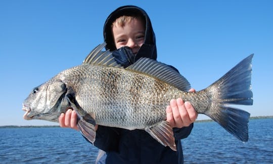 Black Drum