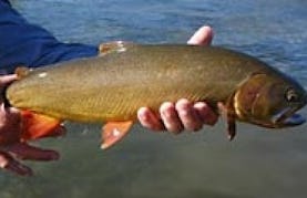Guided Fly Fishing Tours in Wyoming