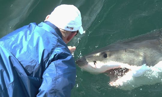 Great White Shark Tours