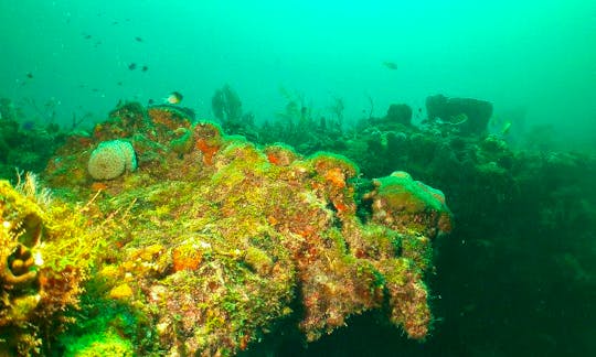 Dive Charters in Presque Isle, MI
