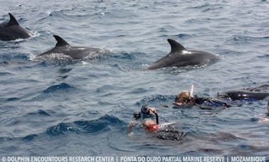 Alquiler de barcos Dolphin Encountour en Mozambique, Ponta do Ouro