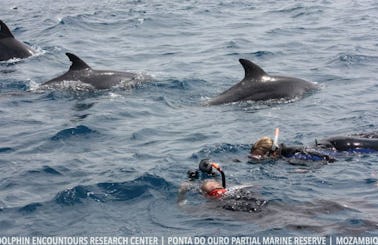 Dolphin Encountour Boat Charter in Mozambique, Ponta do Ouro