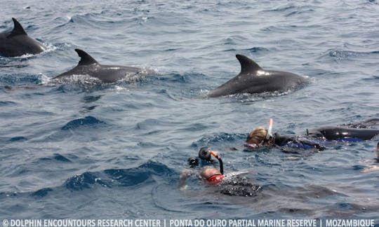 Dolphin Encountour Boat Charter in Mozambique, Ponta do Ouro