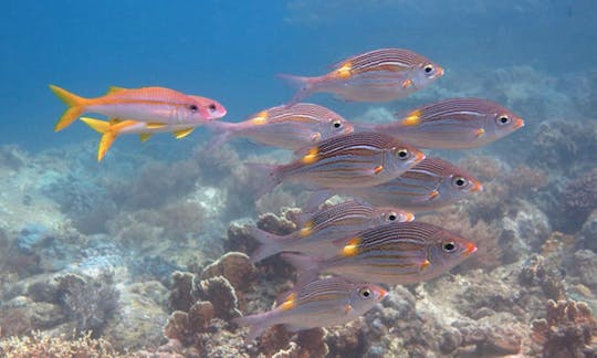 Carta de mergulho particular, mergulho com snorkel ou viagem marítima em Nha Trang, Vietnã