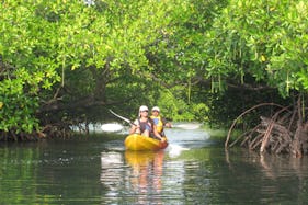 Mangrove Kayak Tour  in Andaman/Nicobar Islands