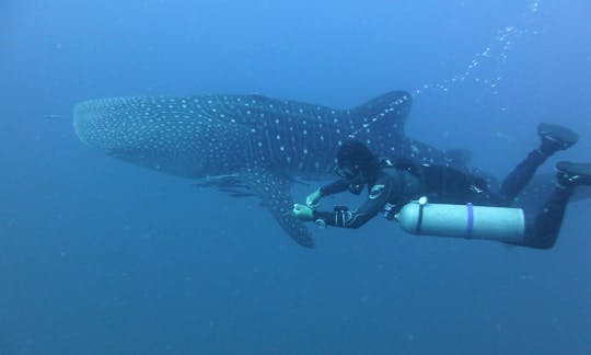 Fun Dives from Koh Tao