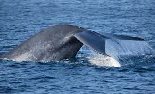 Whale Watching Tour in Mirissa Sri Lanka