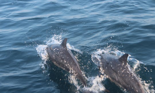 Whale Watching Tour in Mirissa Sri Lanka