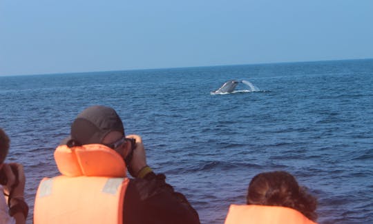Whale Watching Tour in Mirissa Sri Lanka