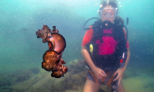 Diving Courses and Charters in Kuching