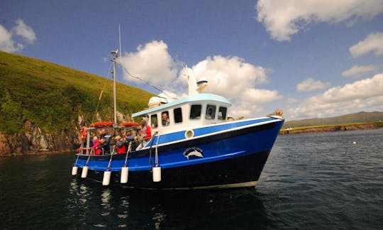 Sightseeing Cruise in Dingle