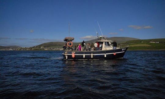 Sightseeing Cruise in Dingle