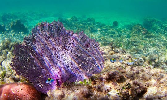 Glass Bottom Boat Tour & Snorkeling in Roatán, Honduras