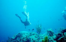 Diving Charter in Placencia Belize