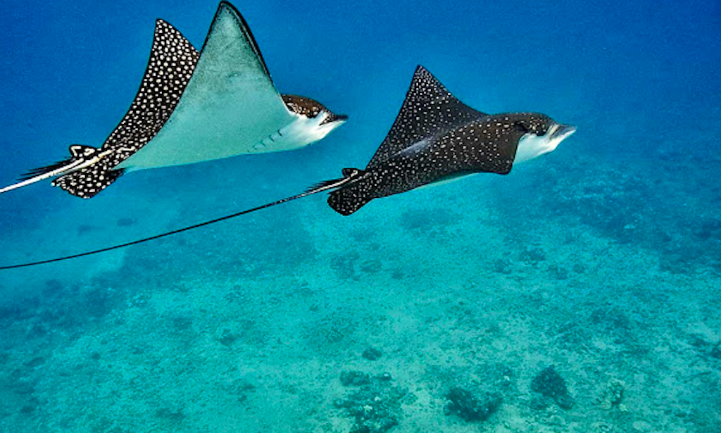 sea ray boats egypt daily diving motor yacht charter in hurghada red sea sea ray boats egypt daily diving motor yacht charter in hurghada red sea