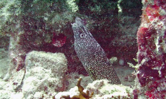 Diving Charter in The Valley, Anguilla