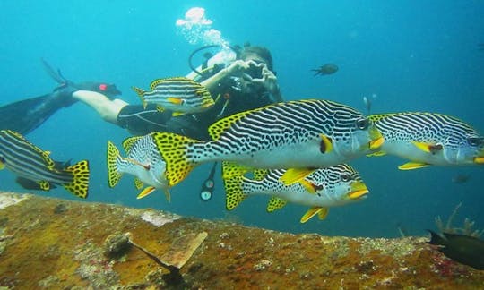 Cartas de mergulho guiadas em Bali