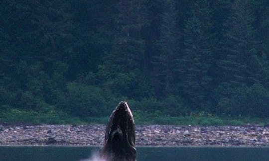 Sail Alaska - Juneau, Glacier Bay, Sitka, Petersburg, Haines Whale Watching & More
