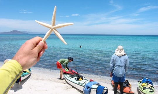 ケープブレトン島の海岸線でのガイド付きカヤックツアー