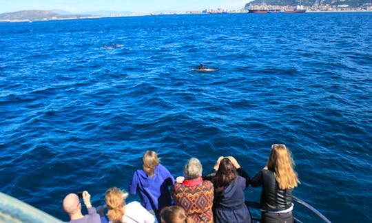 39' Dolphin Safari Boat In Gibraltar