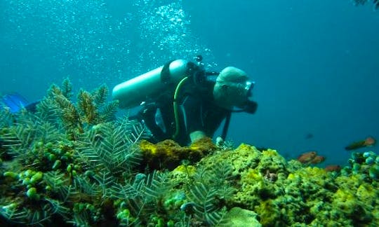 Diving Trips and Courses in Bali, Indonesia