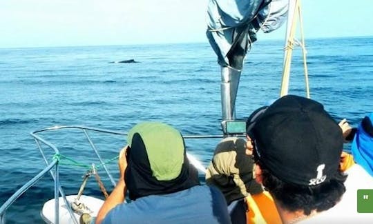 Whale Watching Tour Boat In Peru