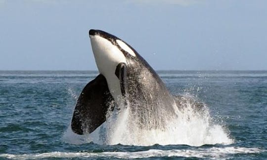 Whale Watching Tour Boat In Peru