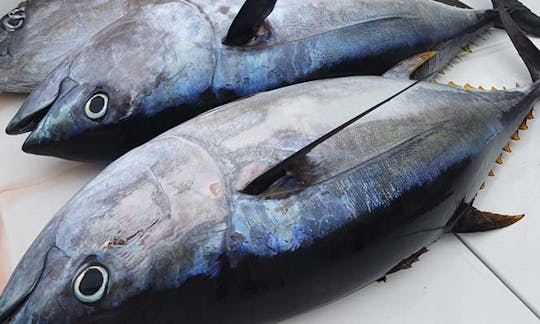 Pesca esportiva na ilha de S. Miguel - Açores