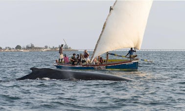 Tours de observación de ballenas en Ilha de Moçambique