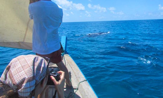 Whale Watching Tours in Ilha de Moçambique