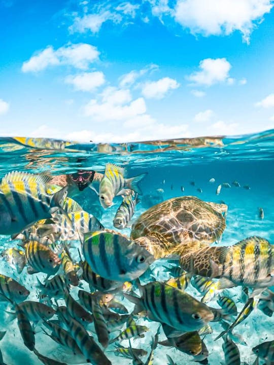 Two hour Feed the Swimming Pigs and Snorkel at a Tropical Reef and a Ship Wreck