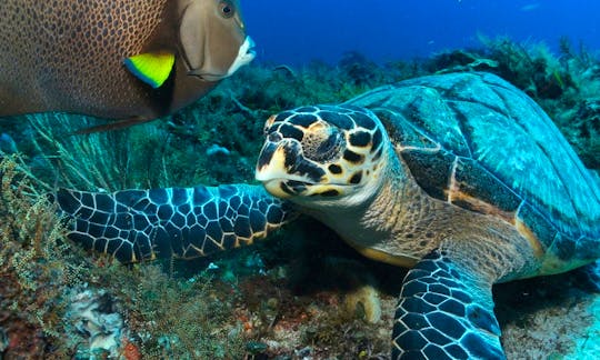 Diving and Snorkeling Tour in Conzumel