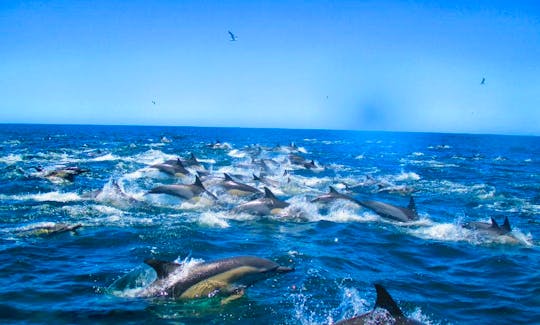 Whale & Dolphin Watching Boat Tours in Plettenberg Bay