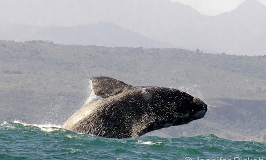 Whale & Dolphin Watching Boat Tours in Plettenberg Bay