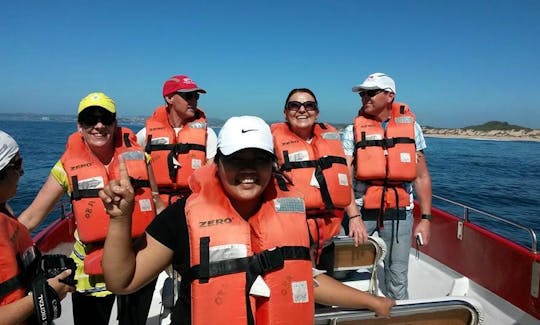 Whale & Dolphin Watching Boat Tours in Plettenberg Bay