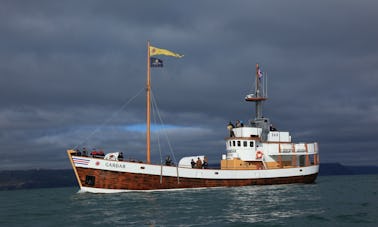 Alugue uma traineira “Gardar” de 93 pés em Húsavík, Islândia